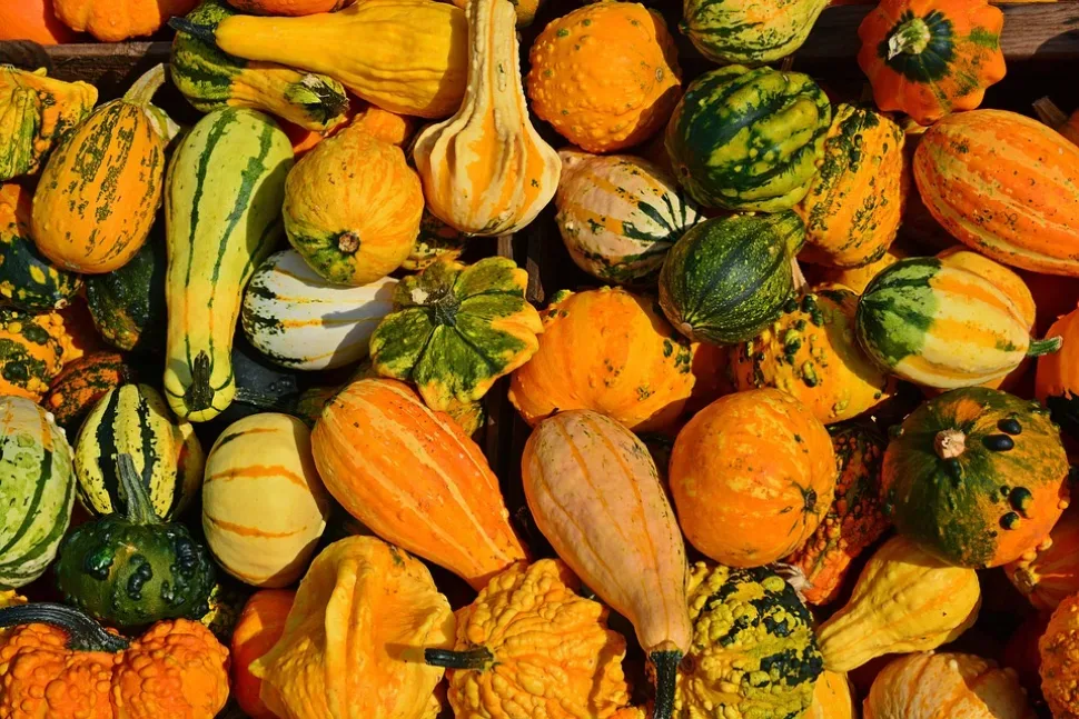 Pumpkin, Harvest Time, Sale, Decoration, Benefit From Pumpkin, Harvest Time, Sale, Decoration, Benefit From