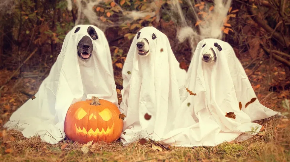 Halloween, Pumpkin, Gourd, Creepy, Pumpkins Autumn