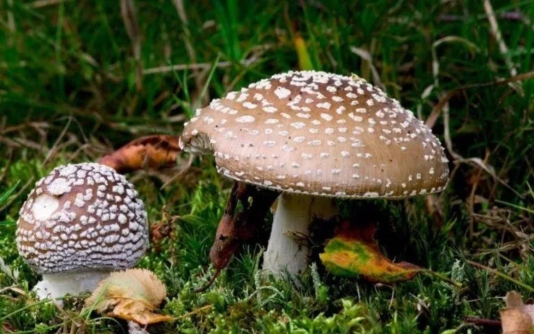 Мухомор пантерный светлая шляпка с белыми хлопьями на мху