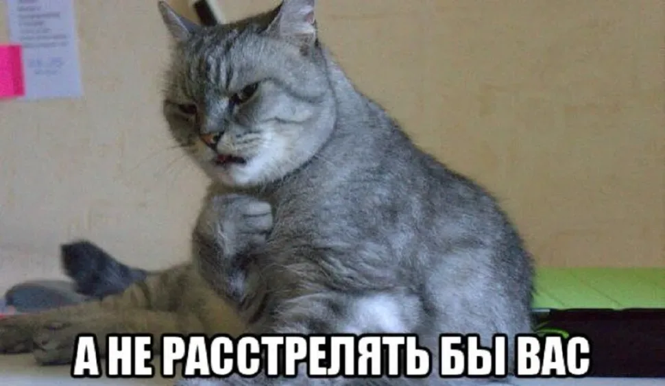 Серый кот с гримасой и подписью «А не расстрелять бы вас» демотиватор