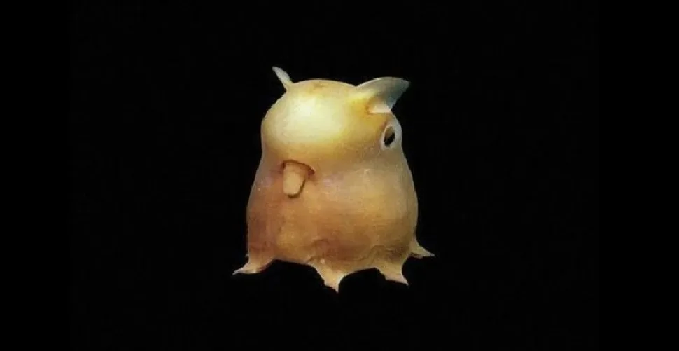 Осьминог Grimpoteuthis плывёт в тёмных глубинах океана Осьминог Grimpoteuthis плывёт в тёмных глубинах океана