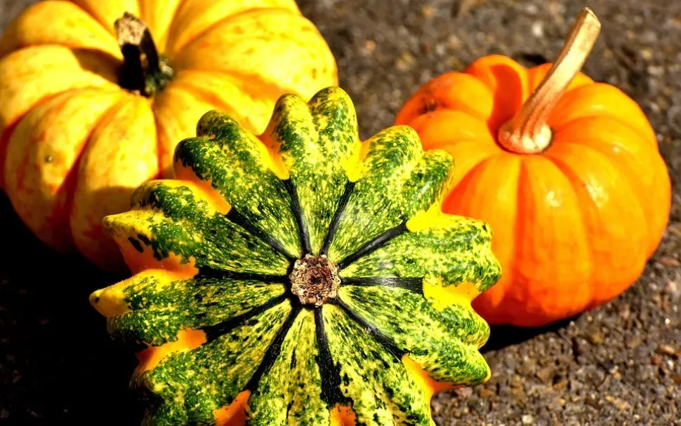 Pumpkins, Colorful, Autumn, Decoration Pumpkins, Colorful, Autumn, Decoration