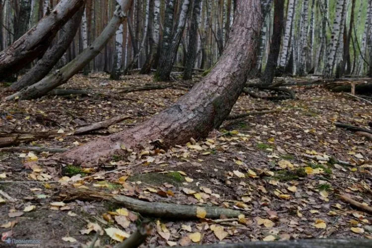 Леса на Кипре