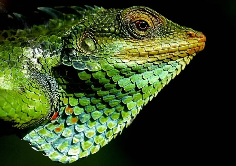 Крупный план зеленого хамелеона Mediterranean chameleon, обитающего на Кипре Крупный план зеленого хамелеона Mediterranean chameleon, обитающего на Кипре