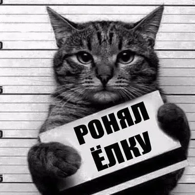 Как подружить кота и рождественскую елку — минутка смеха: фото 49