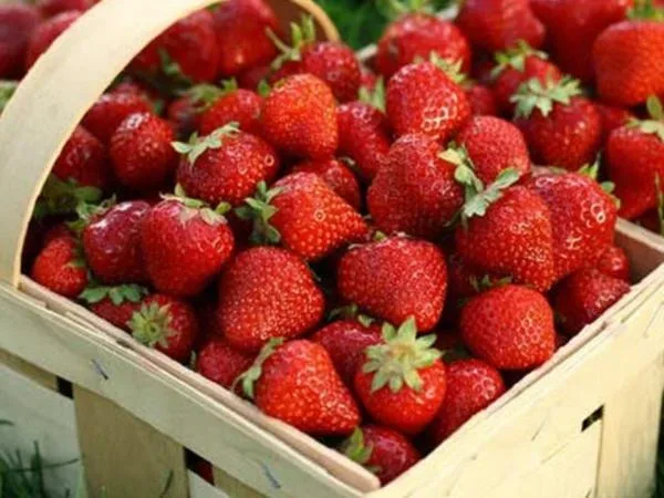 Корзина свежей клубники, иллюстрация Фестиваля клубники в Деринье