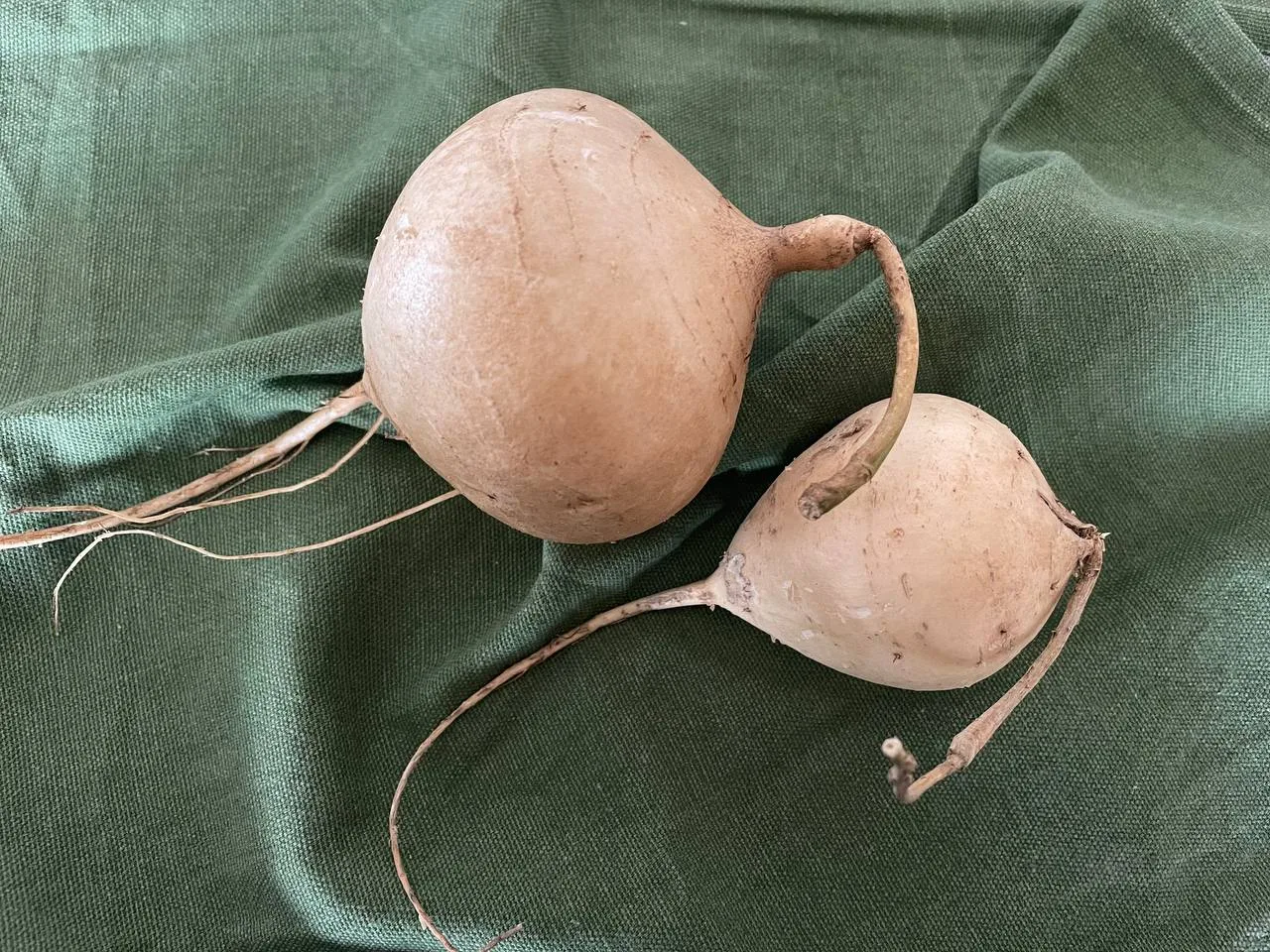 Хикама, или мексиканская репа, на Кипре