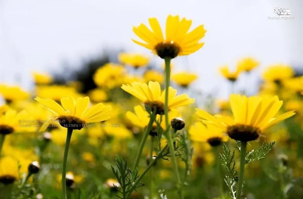 Природа Кипра