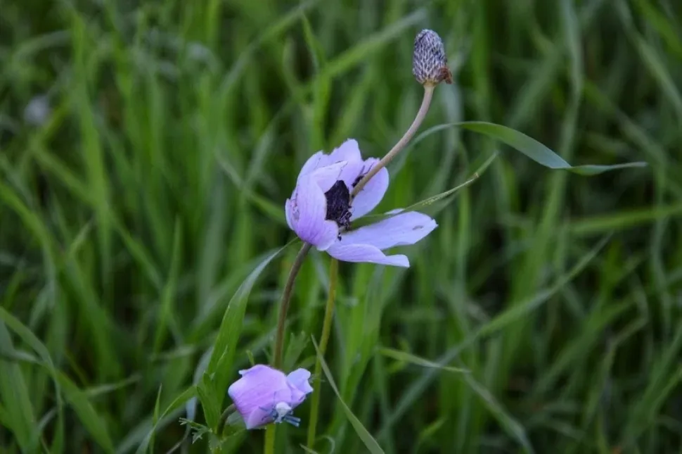 Крупный план сиреневого цветка на фоне высоких трав
