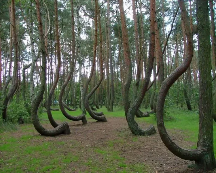 Леса на Кипре