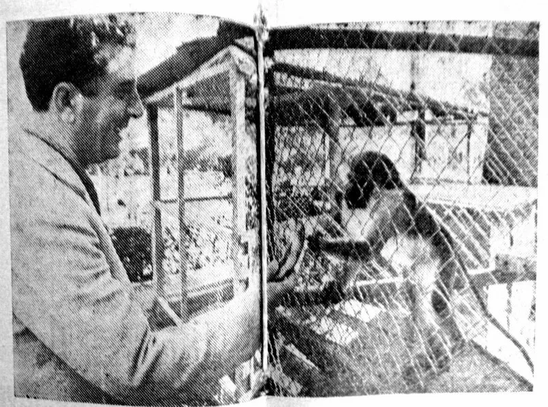 Мужчина кормит обезьянку в вольере на выставке-ярмарке 1954