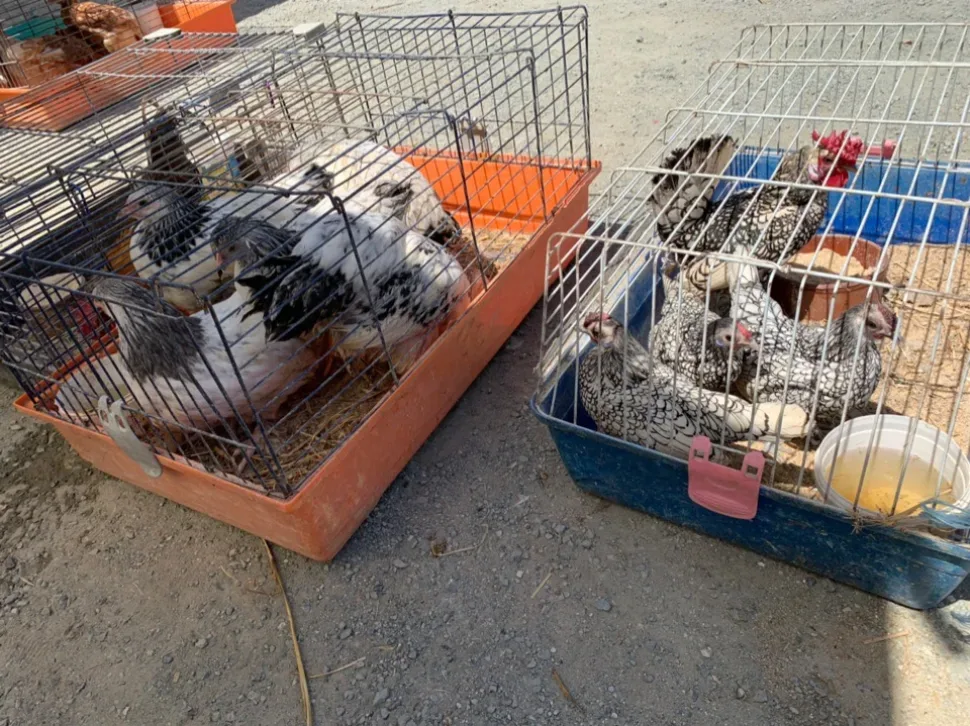 Клетки с цыплятами и курами продаются на рынке выходного дня