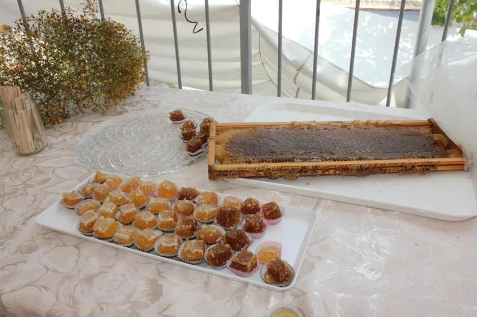 Тарелки с сыром, инжиром, орехами и гроздью винограда для дегустации
