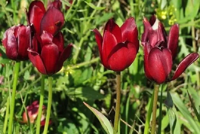 Редкие кипрские тюльпаны Tulipa akamasica в заповеднике Акамас Редкие кипрские тюльпаны Tulipa akamasica в заповеднике Акамас