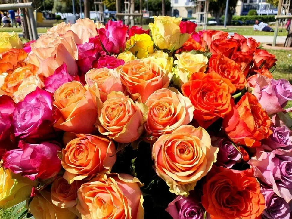Крупный план ярких разноцветных роз от Сyprus-flower на траве