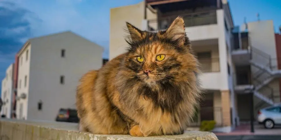 кошки на кипре
