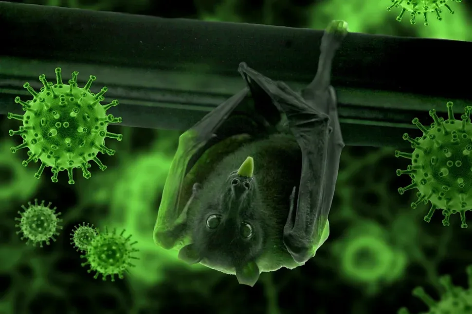 Bat, Hang, Epidemic, Covid-19, Coronavirus, Corona