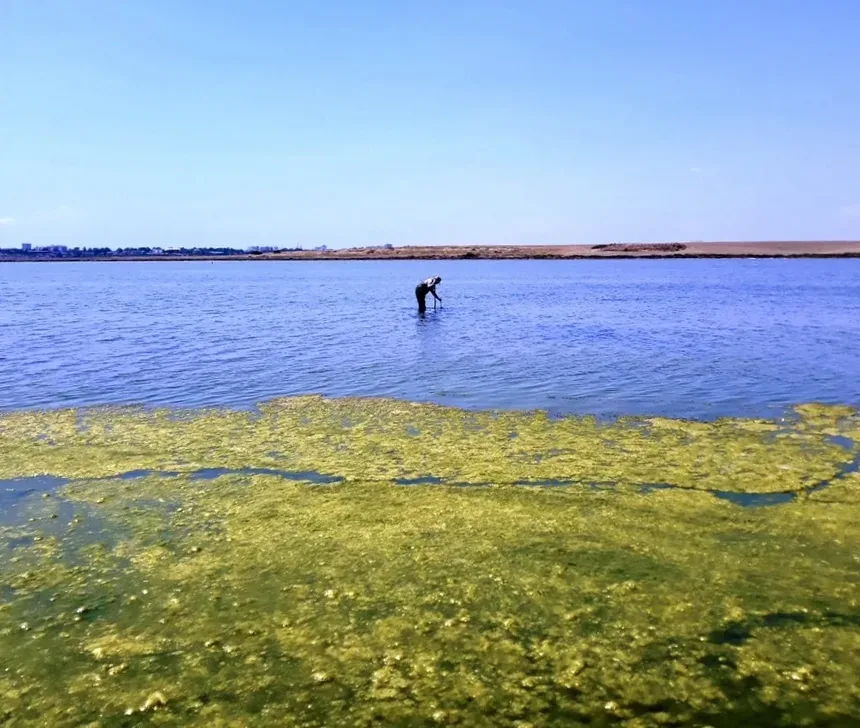 Болотистая прибрежная местность Кипра с человеком в воде, среда распространения малярии