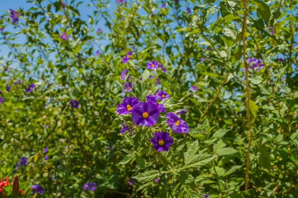 Живая изгородь из картофельного дерева, усыпанная фиолетовыми цветами