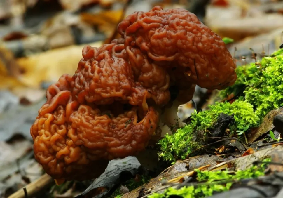 Строчок обыкновенный (Gyromitra esculenta) морщинистая коричневая шляпка на земле