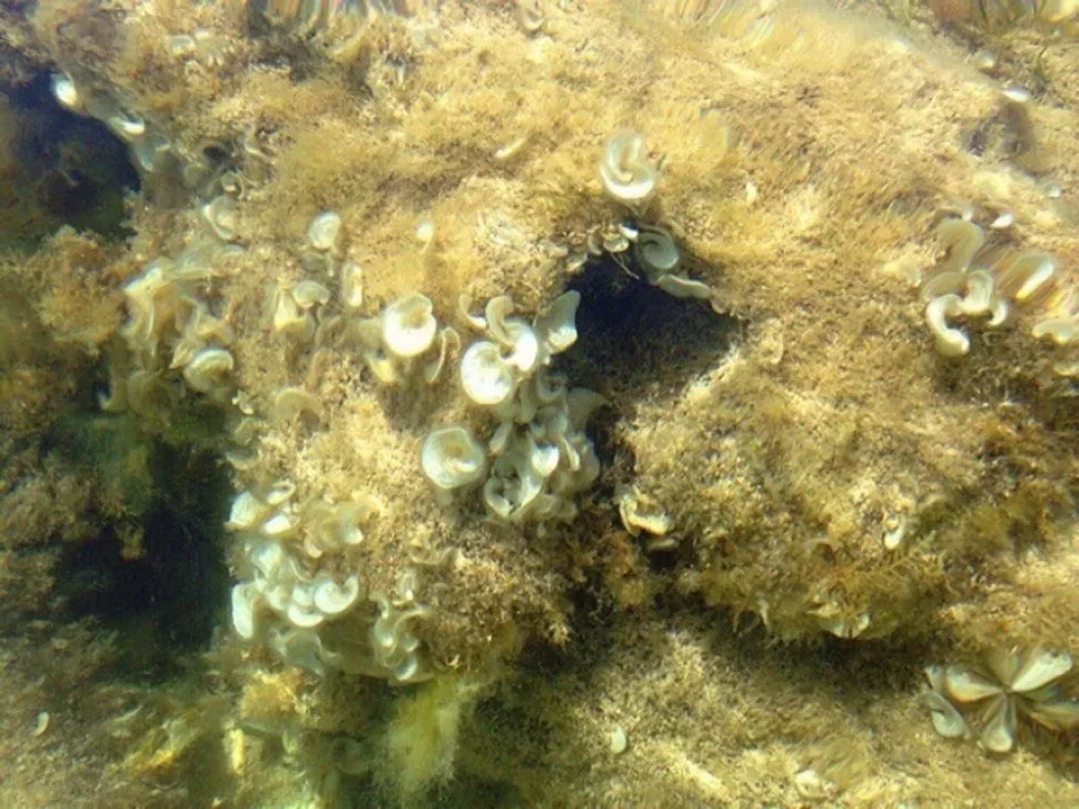 Морские пещеры и белые скалы у Пафоса — фото и координаты: фото 36