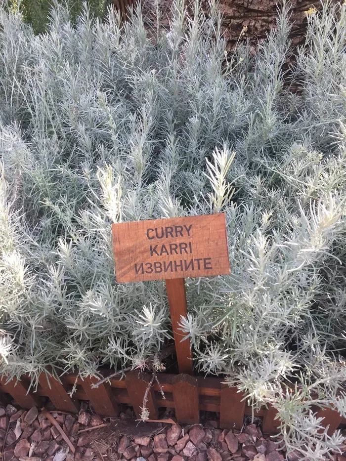 Куст карри в отельном саду с табличкой 'CURRY KARRI ИЗВИНИТЕ