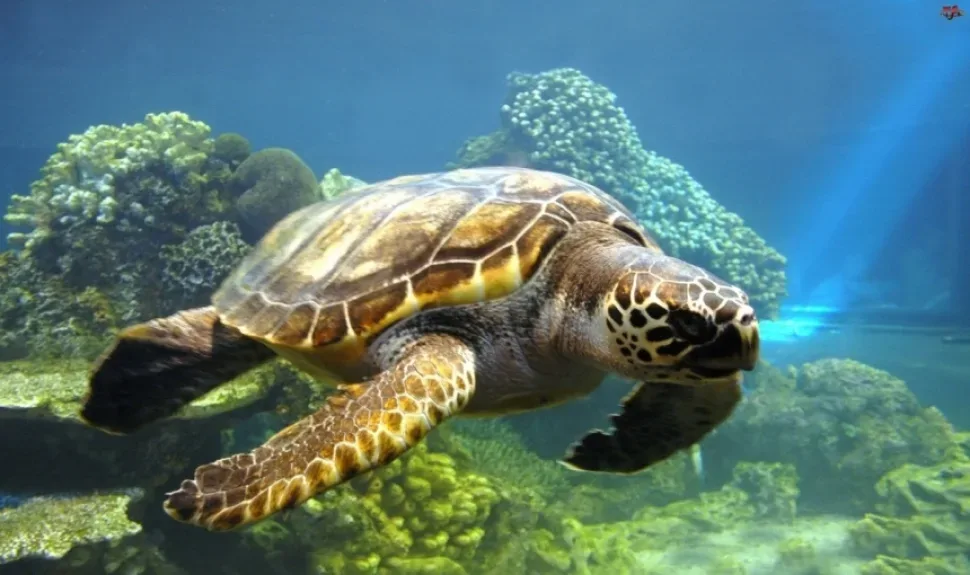 Логгерхед или головастая черепаха Caretta caretta, плывёт над рифом