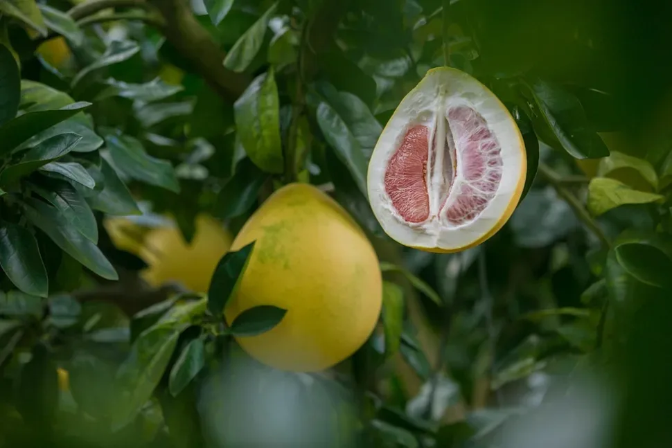 Honey Pomelo, Grapefruit, Fujian Honey Pomelo, Grapefruit, Fujian
