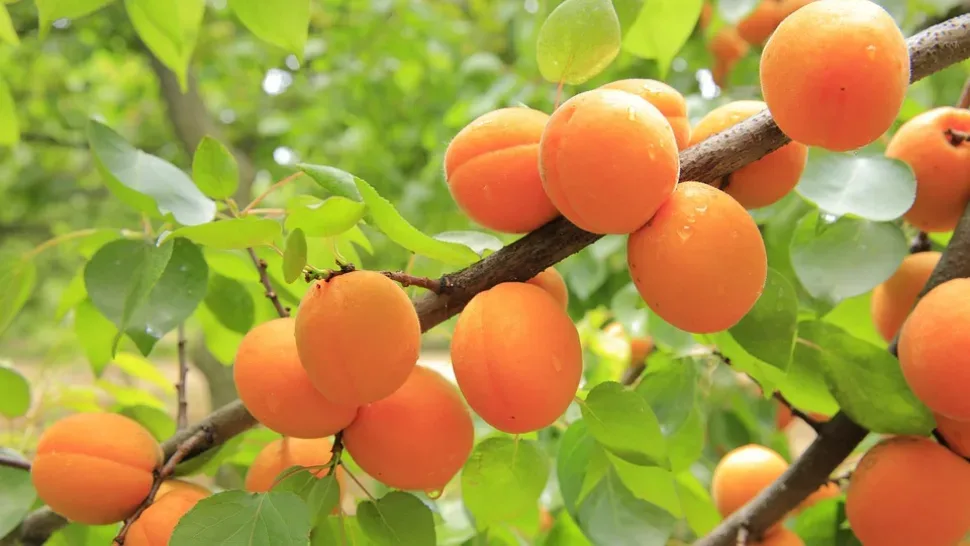 Apricots, Apricot Tree, Fruit, Yellow, Fresh