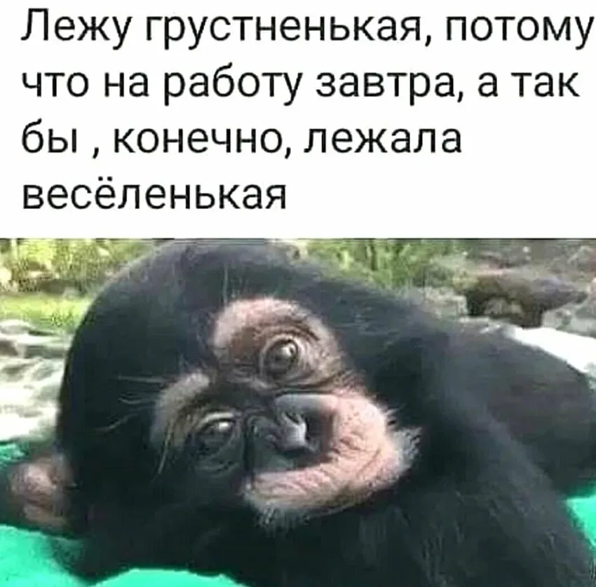 Лежащая грустная обезьянка с подписью про конец праздников и работу Лежащая грустная обезьянка с подписью про конец праздников и работу