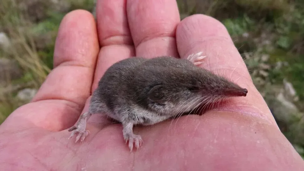 Малая белозубка Crocidura suaveolens на ладони человека, вид с Кипра