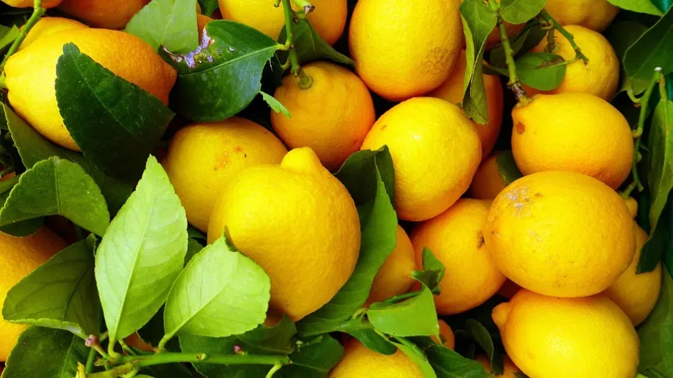 Fruit, Leaf, Food, Juicy, Citrus, Freshness, Lemon Fruit, Leaf, Food, Juicy, Citrus, Freshness, Lemon