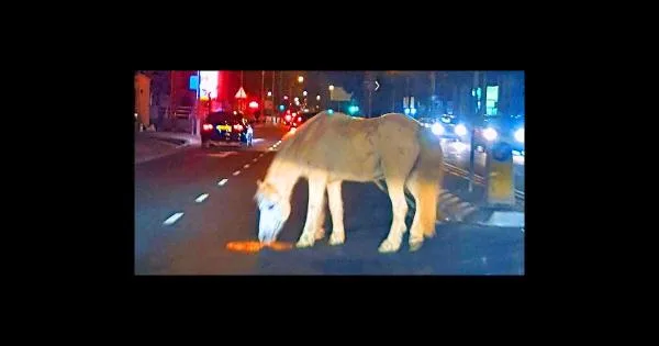 Выйду в город ночью с конем… (фото из Лимассола)