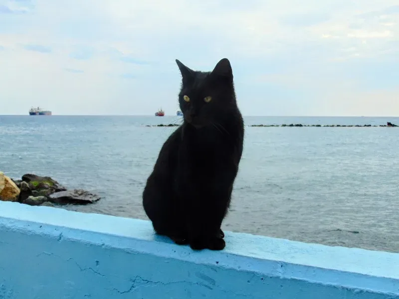 Черный морской котик сидит на набережной на фоне моря и судов