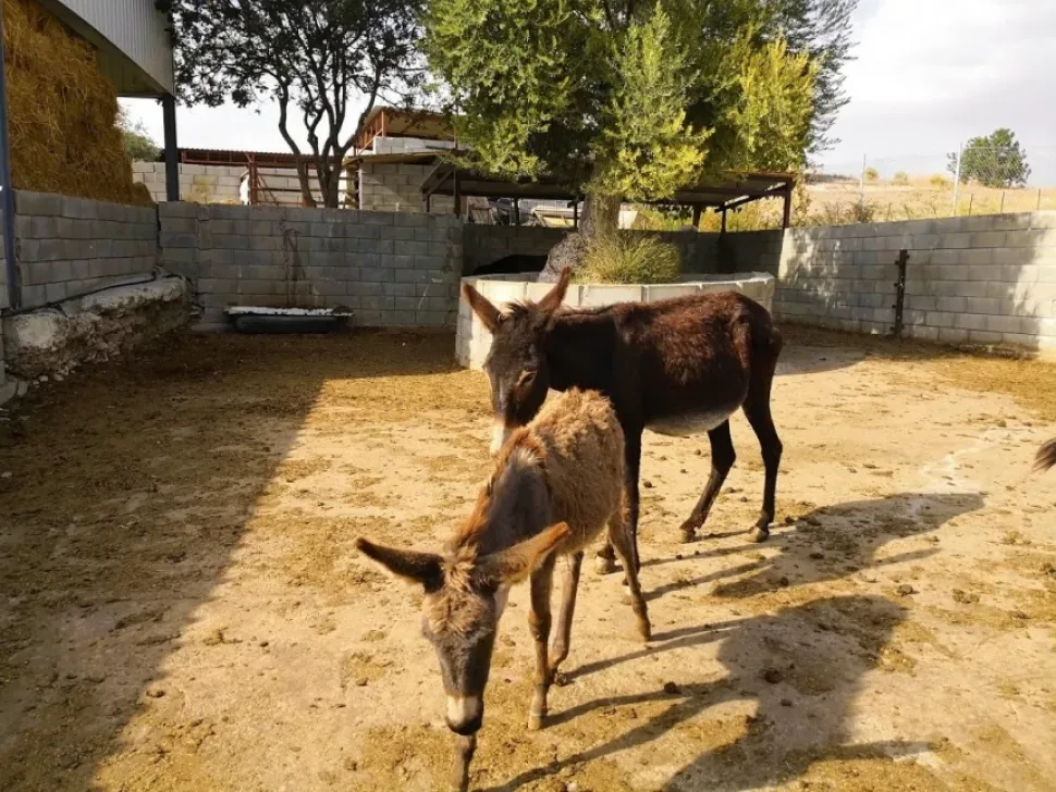 Два молодняка кипрских ослов в загоне фермы Golden Donkeys Farm Два молодняка кипрских ослов в загоне фермы Golden Donkeys Farm