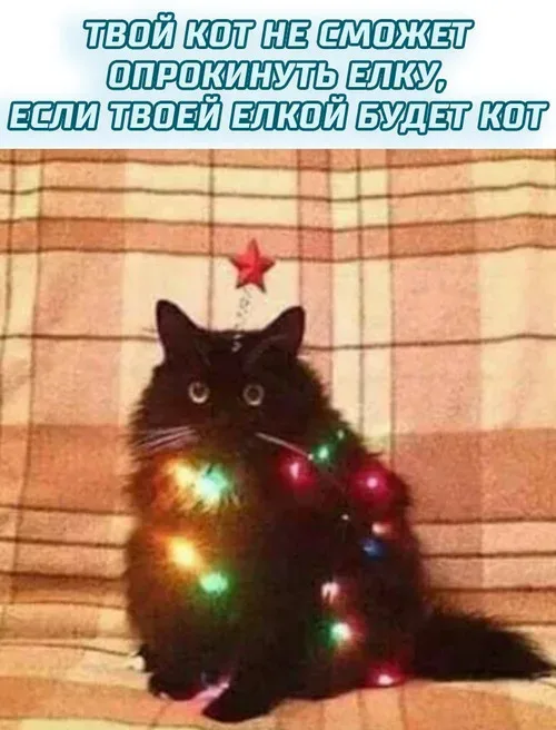 Кот, украшенный гирляндой и огнями с надписью про елку-кошку