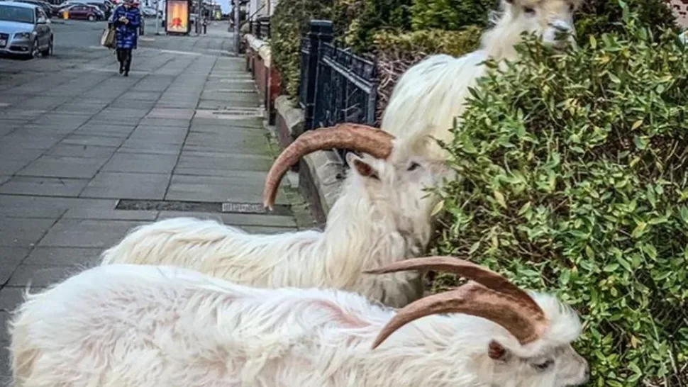 Wild goats flock to Llandudno in bad weather - BBC News