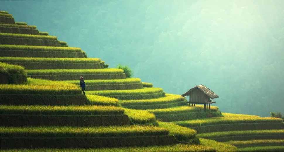 Agriculture, Rice Plantation, Thailand, Rice