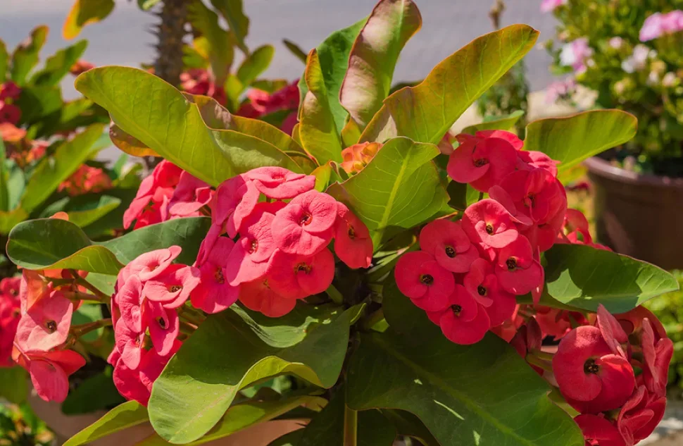Пучок розовых прицветников молочая, используемого в народной медицине