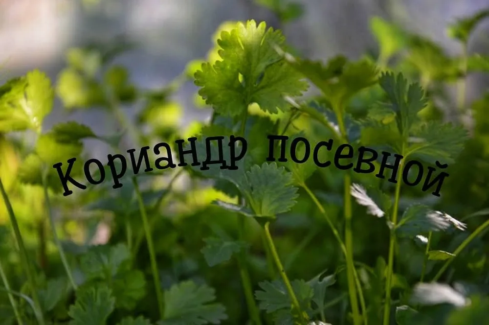Красота спасет Кипр. Выпуск 2