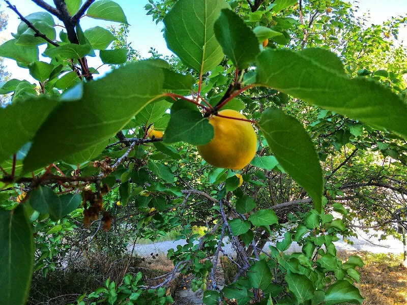 Абрикос на дереве