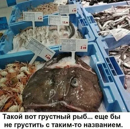 Витрина с удильщиком и табличкой Huesos, мем с подписью «Такой вот грустный рыб Витрина с удильщиком и табличкой Huesos, мем с подписью «Такой вот грустный рыб