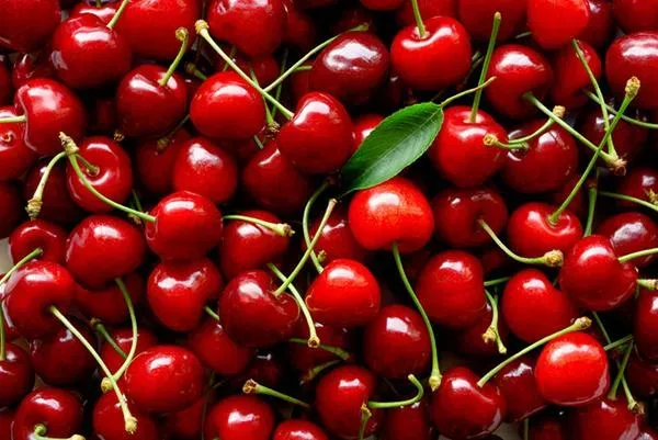 Спелые черешни как атрибут Традиционного фестиваля черешни на Кипре
