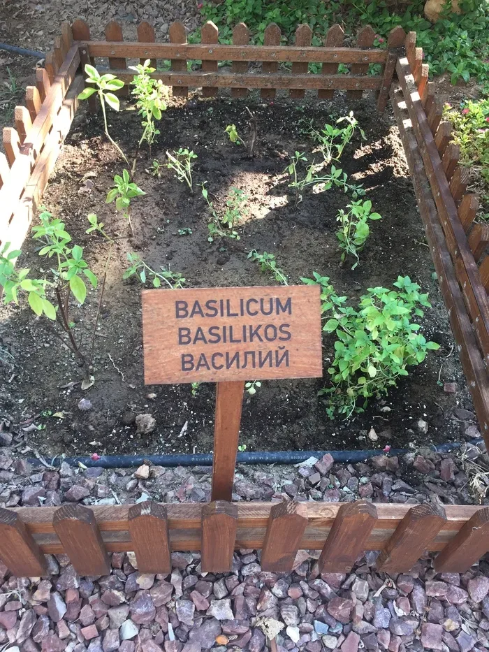 Грядка базилика с деревянной табличкой 'BASILICUM BASILIKOS ВАСИЛИЙ