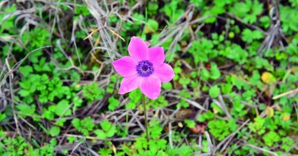 Цветут цветы среди зимы… Кипр расцветает (фото)