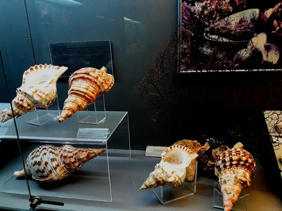 Морская фигурка-амфора на подставке в выставочном зале Морская фигурка-амфора на подставке в выставочном зале