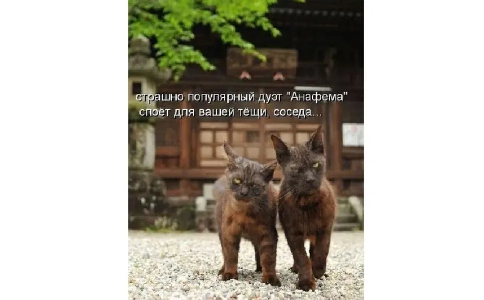 Скриншот переписки с шутливым диалогом про «пожирателя смерти