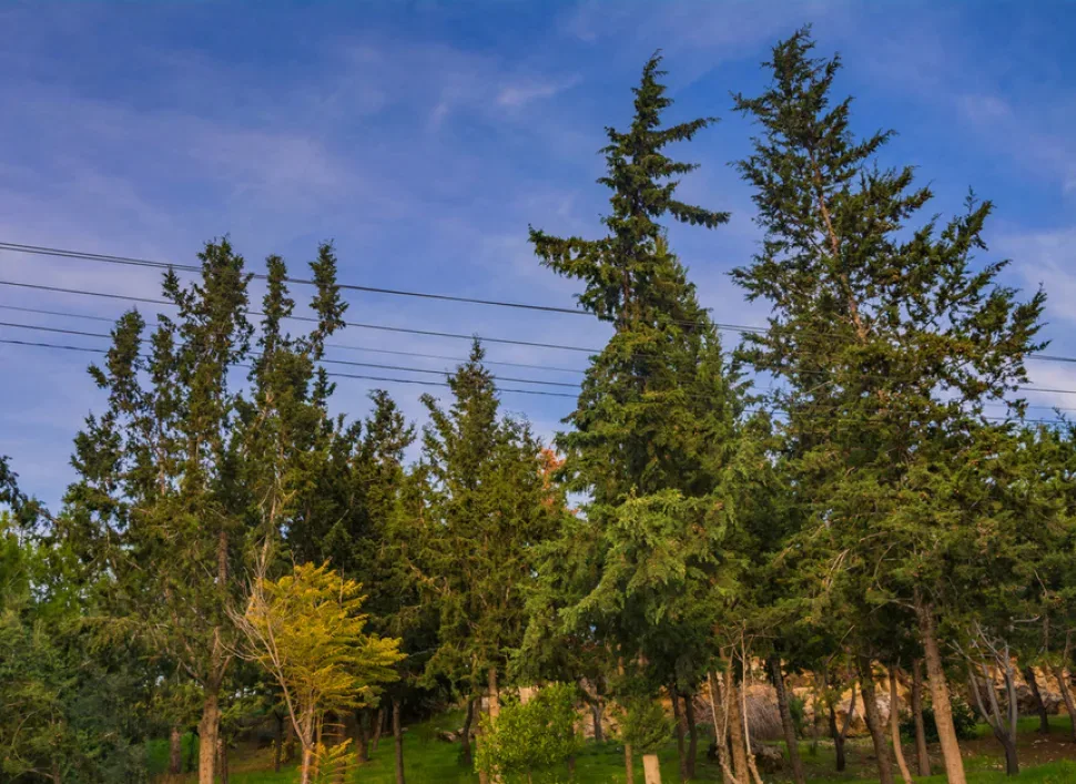 Кроны старых кипарисов и густая зелень на Кипре
