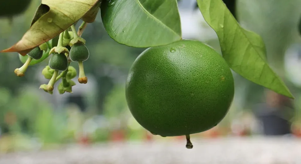 Grapefruit, Fruit, Food, Citrus Fruit, Delicious Grapefruit, Fruit, Food, Citrus Fruit, Delicious