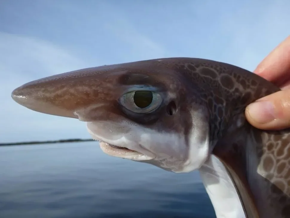Мако Isurus oxyrinchus в глубокой синей воде с длинным хвостом